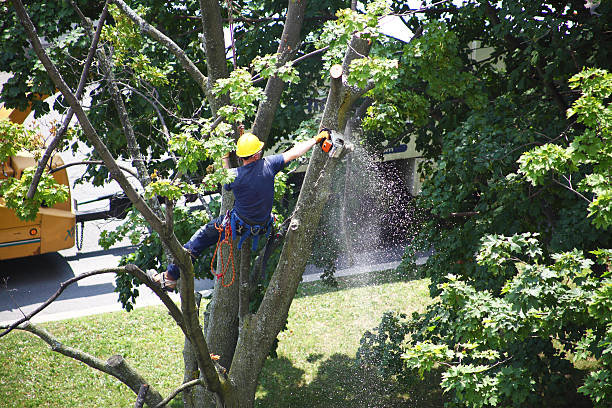 Lawn Watering Services in Northumberland, PA